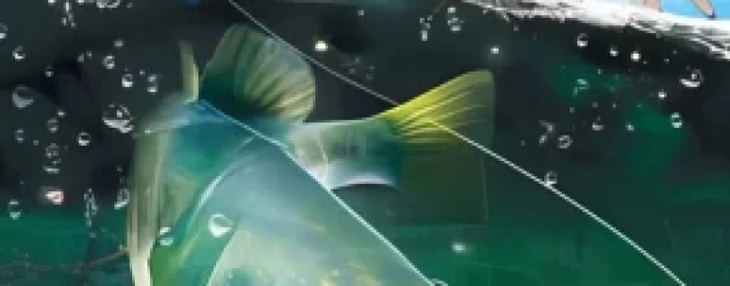 Reel Fishing: Days of Summer Free Download