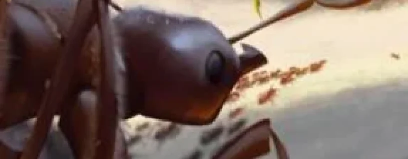 Empires of the Undergrowth – Exploding Ants Free Download