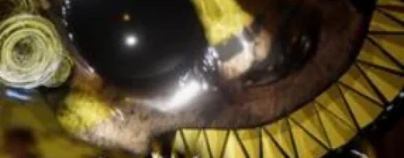 Clown Is Hungry Free Download