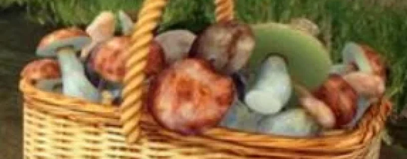 Mushroom Hunter World Free Download