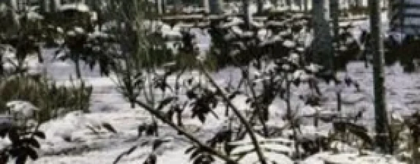 The Cold White Free Download